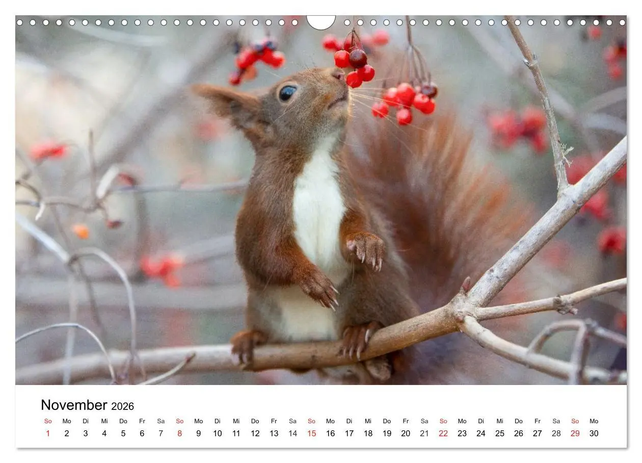 Bild: 9783516039535 | Eichhörnchen - Kleine Kobolde im Roten Pelz (Wandkalender 2026 DIN...