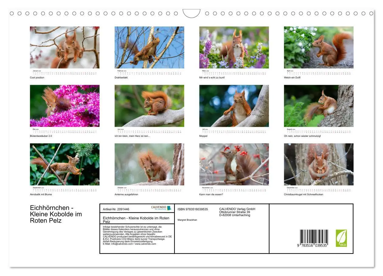 Bild: 9783516039535 | Eichhörnchen - Kleine Kobolde im Roten Pelz (Wandkalender 2026 DIN...
