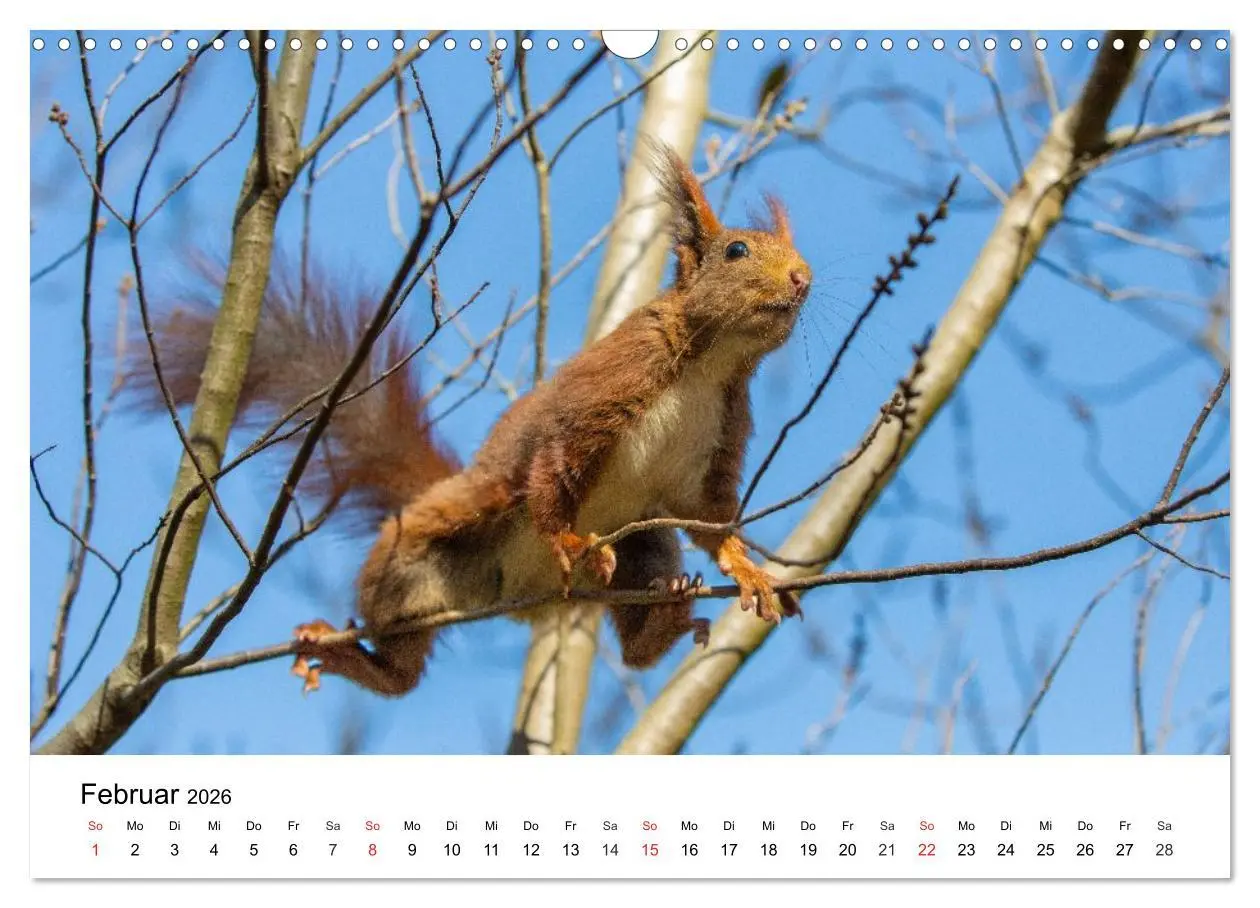 Bild: 9783516039535 | Eichhörnchen - Kleine Kobolde im Roten Pelz (Wandkalender 2026 DIN...