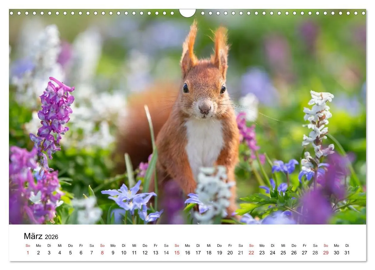 Bild: 9783516039535 | Eichhörnchen - Kleine Kobolde im Roten Pelz (Wandkalender 2026 DIN...