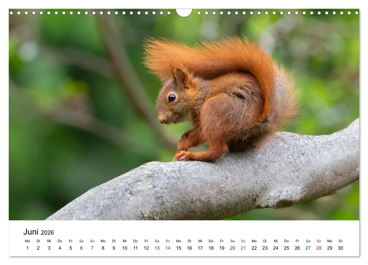Bild: 9783516039535 | Eichhörnchen - Kleine Kobolde im Roten Pelz (Wandkalender 2026 DIN...