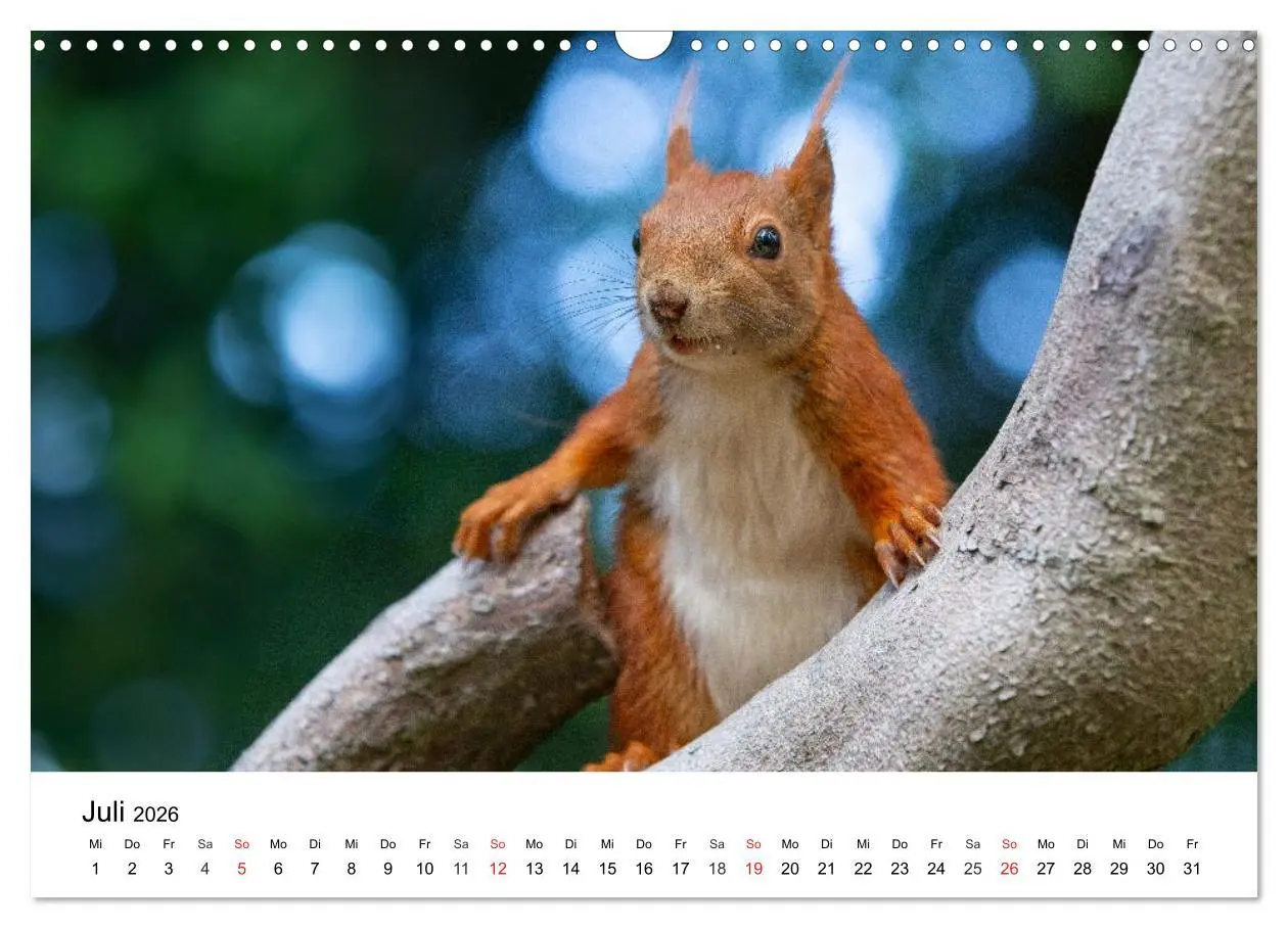 Bild: 9783516039535 | Eichhörnchen - Kleine Kobolde im Roten Pelz (Wandkalender 2026 DIN...
