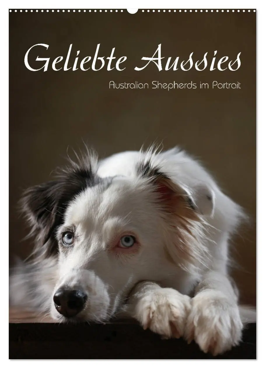 Cover: 9783516419535 | Geliebte Aussies - Australian Shepherds im Portrait (Wandkalender...