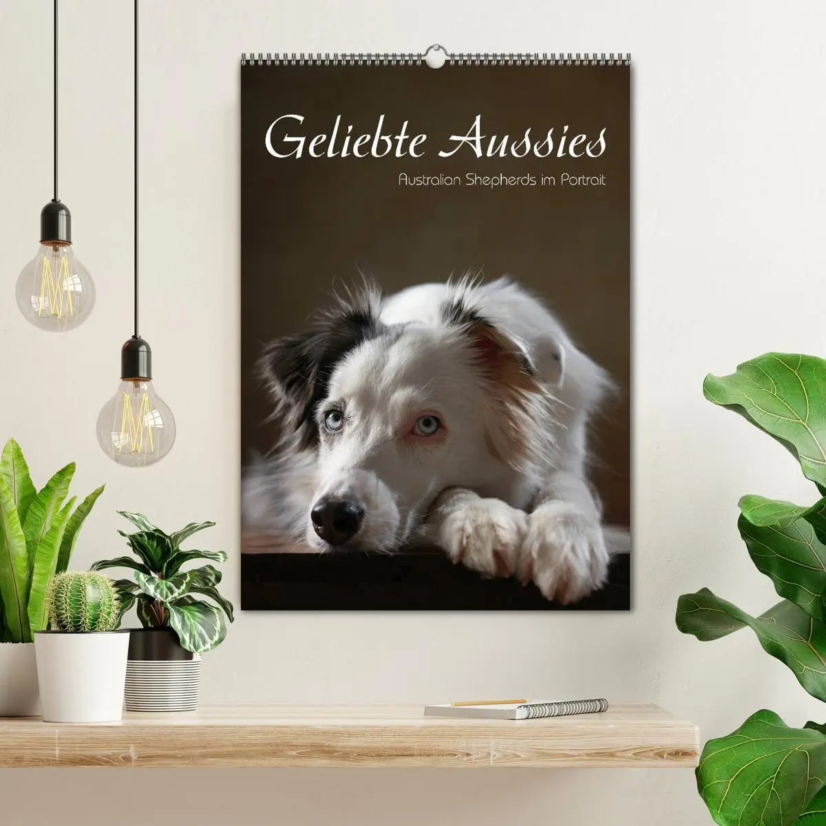 Bild: 9783516419535 | Geliebte Aussies - Australian Shepherds im Portrait (Wandkalender...