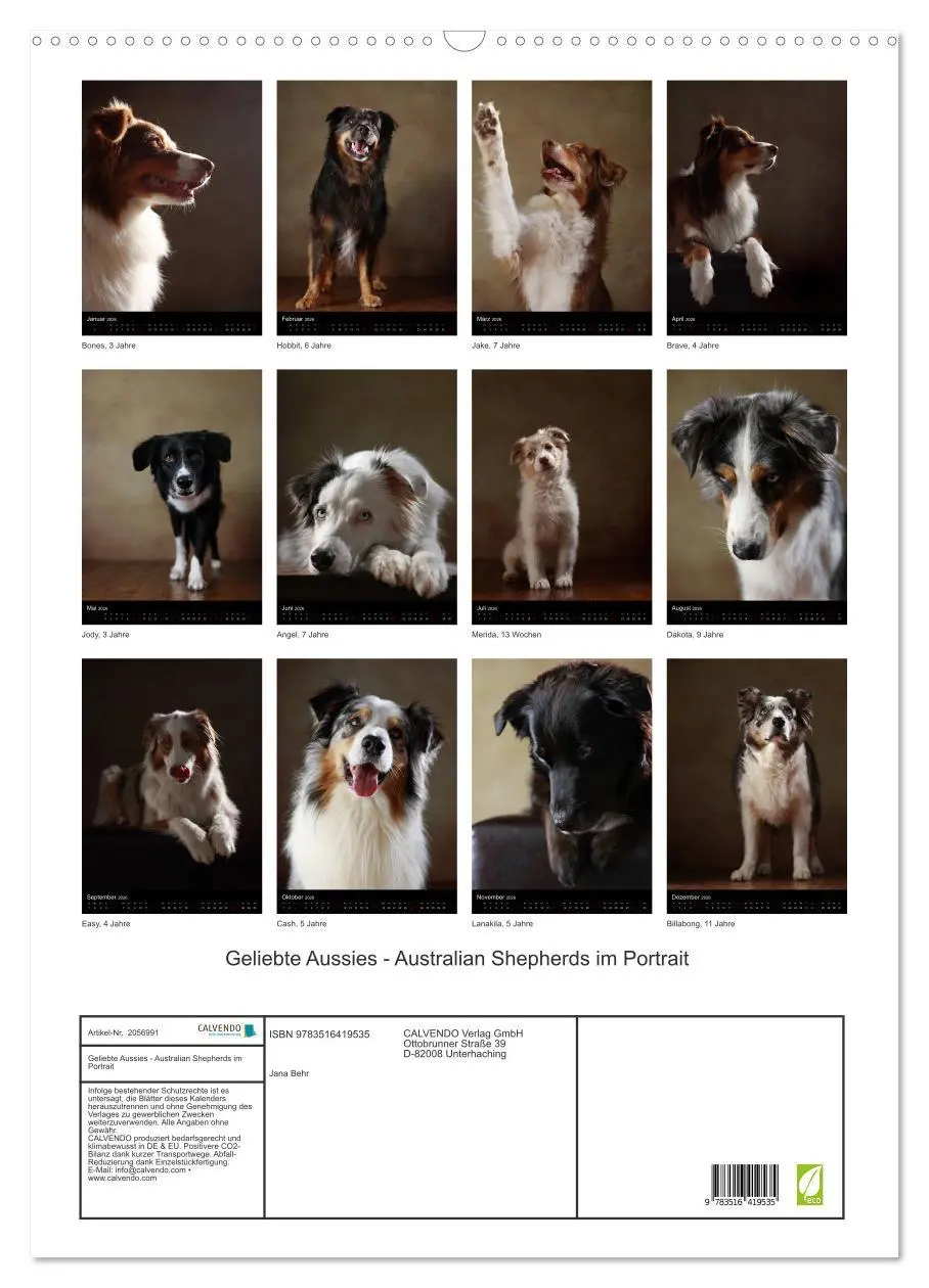 Bild: 9783516419535 | Geliebte Aussies - Australian Shepherds im Portrait (Wandkalender...