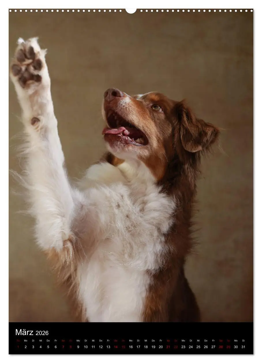 Bild: 9783516419535 | Geliebte Aussies - Australian Shepherds im Portrait (Wandkalender...