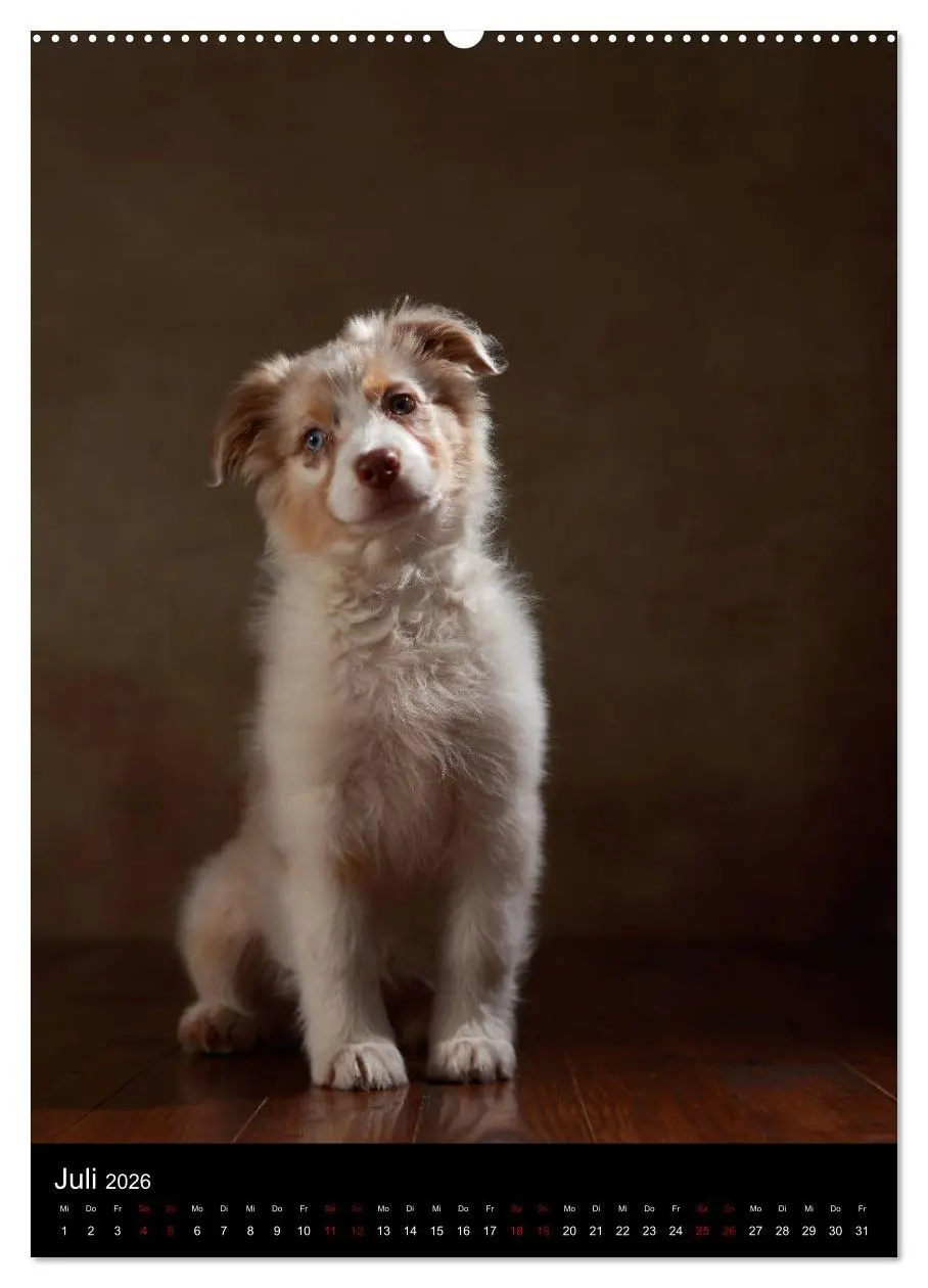 Bild: 9783516419535 | Geliebte Aussies - Australian Shepherds im Portrait (Wandkalender...