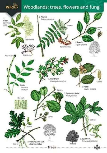 Cover: 9781908819635 | Woodlands: trees, flowers and fungi | Rebekah Trehern | Taschenbuch