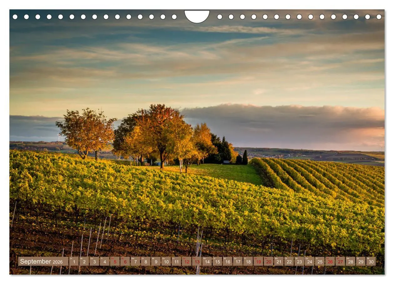 Bild: 9783457869635 | Rheinhessen-Impressionen (Wandkalender 2026 DIN A4 quer), CALVENDO...