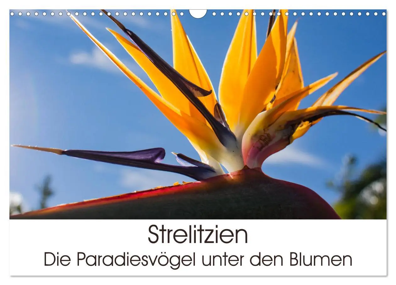Cover: 9783457939635 | Strelitzien - die Paradiesvögel unter den Blumen (Wandkalender 2026...