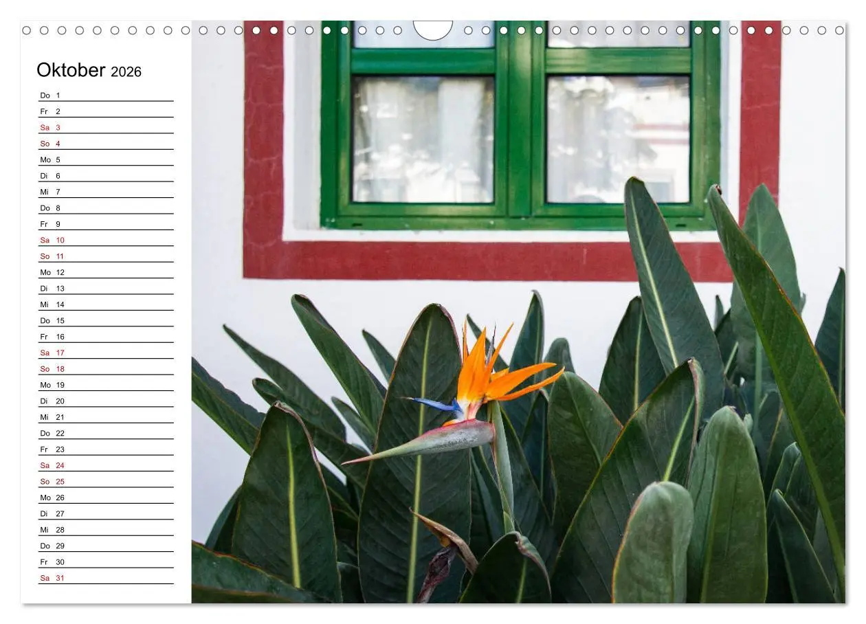 Bild: 9783457939635 | Strelitzien - die Paradiesvögel unter den Blumen (Wandkalender 2026...