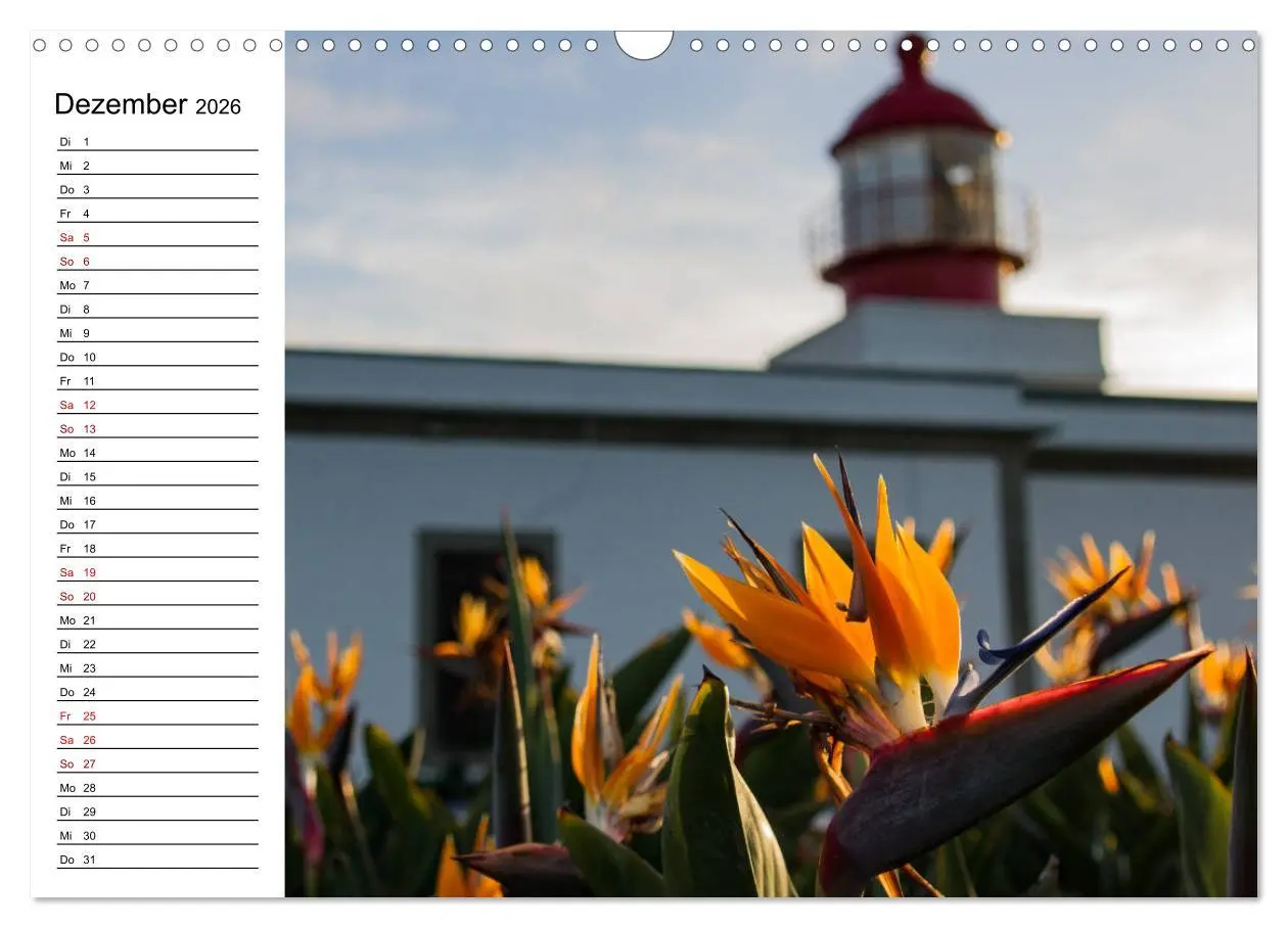 Bild: 9783457939635 | Strelitzien - die Paradiesvögel unter den Blumen (Wandkalender 2026...