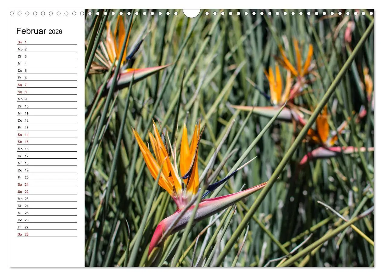 Bild: 9783457939635 | Strelitzien - die Paradiesvögel unter den Blumen (Wandkalender 2026...