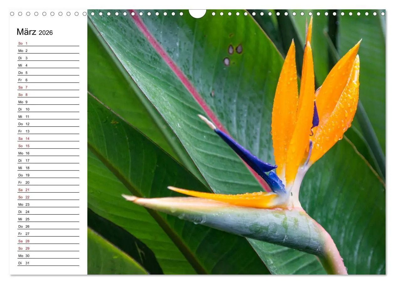 Bild: 9783457939635 | Strelitzien - die Paradiesvögel unter den Blumen (Wandkalender 2026...