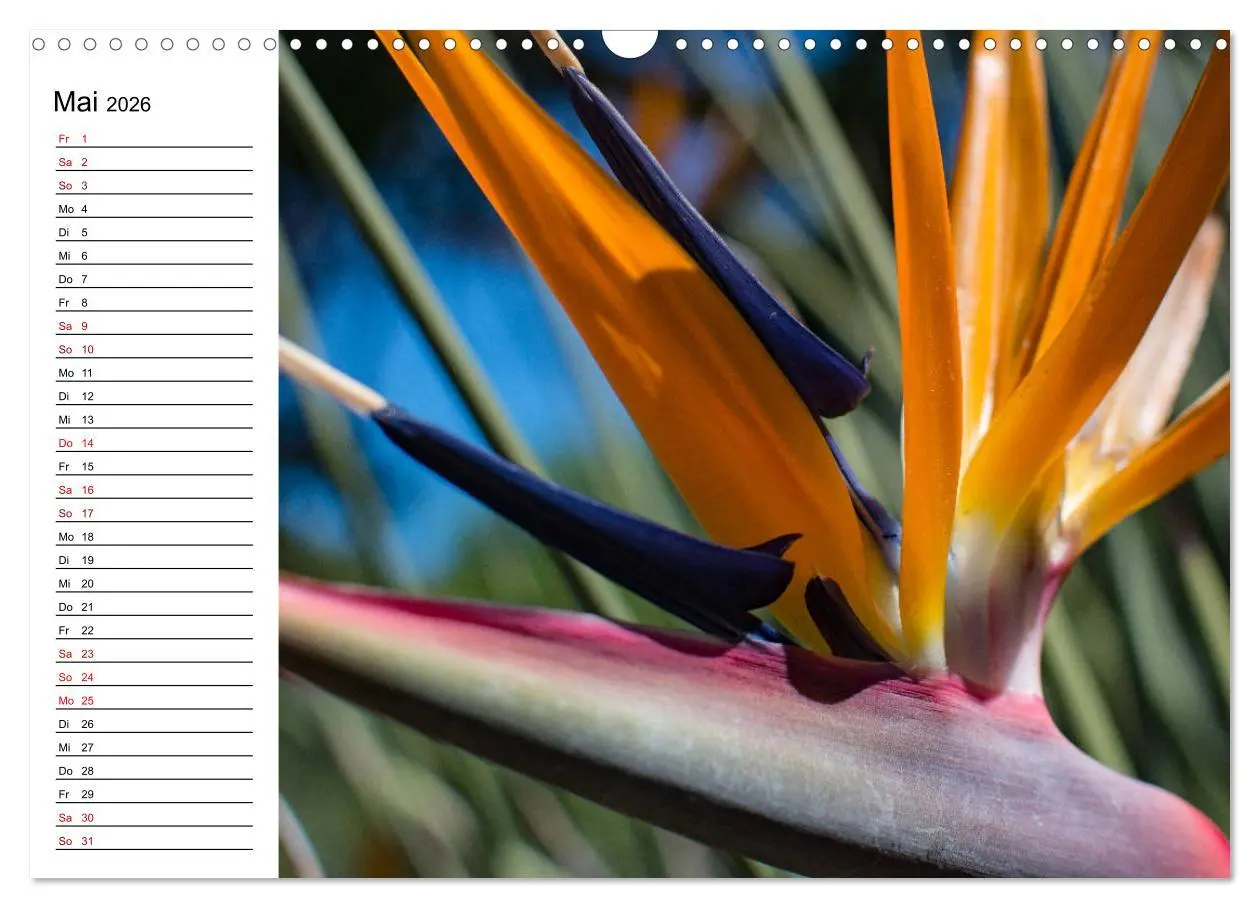 Bild: 9783457939635 | Strelitzien - die Paradiesvögel unter den Blumen (Wandkalender 2026...