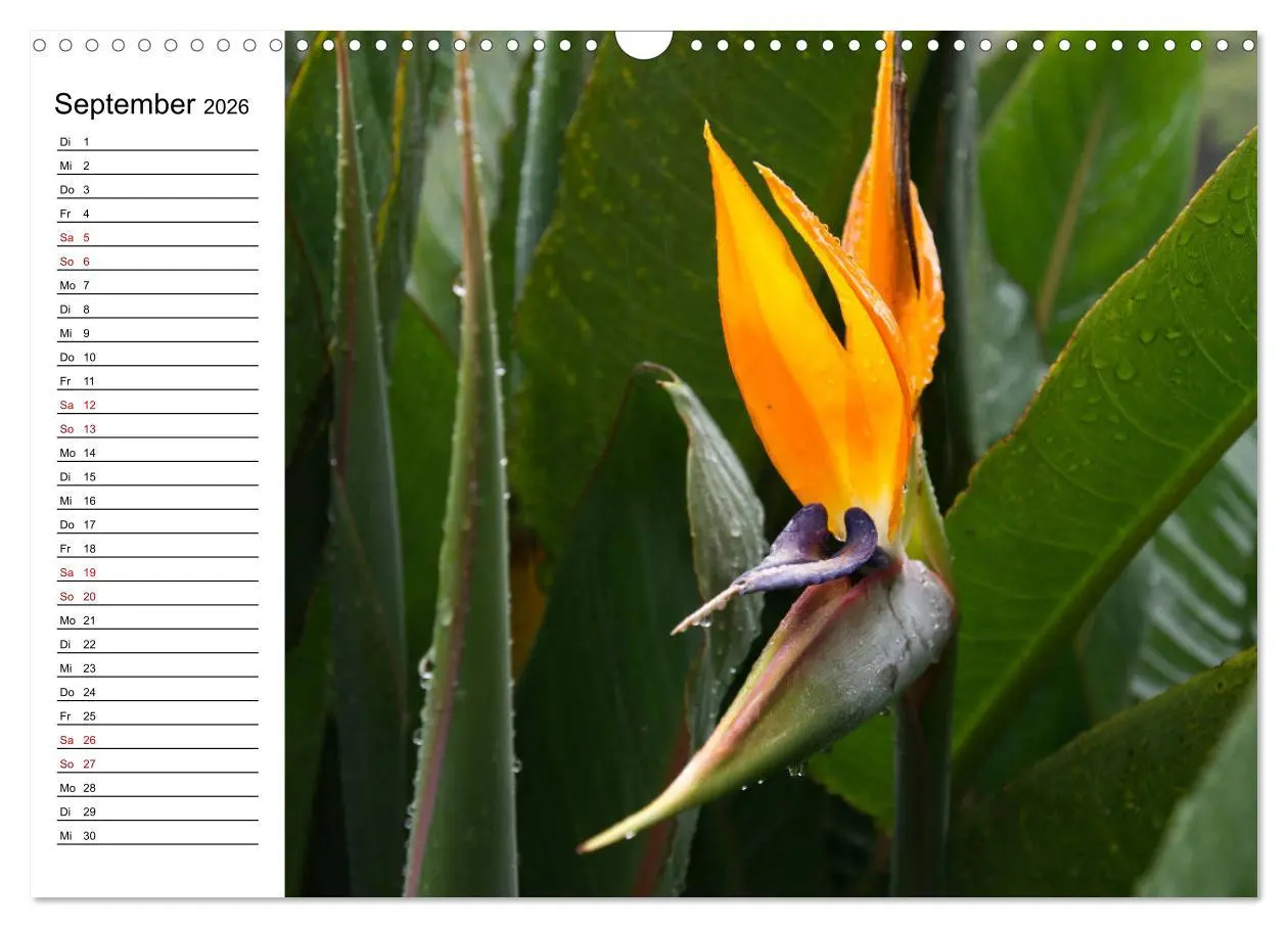 Bild: 9783457939635 | Strelitzien - die Paradiesvögel unter den Blumen (Wandkalender 2026...