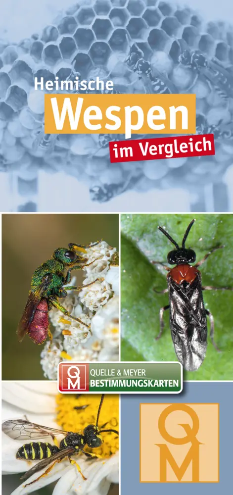 Cover: 9783494019635 | Heimische Wespen | im Vergleich | Quelle &amp; Meyer Verlag | Buch | 12 S.
