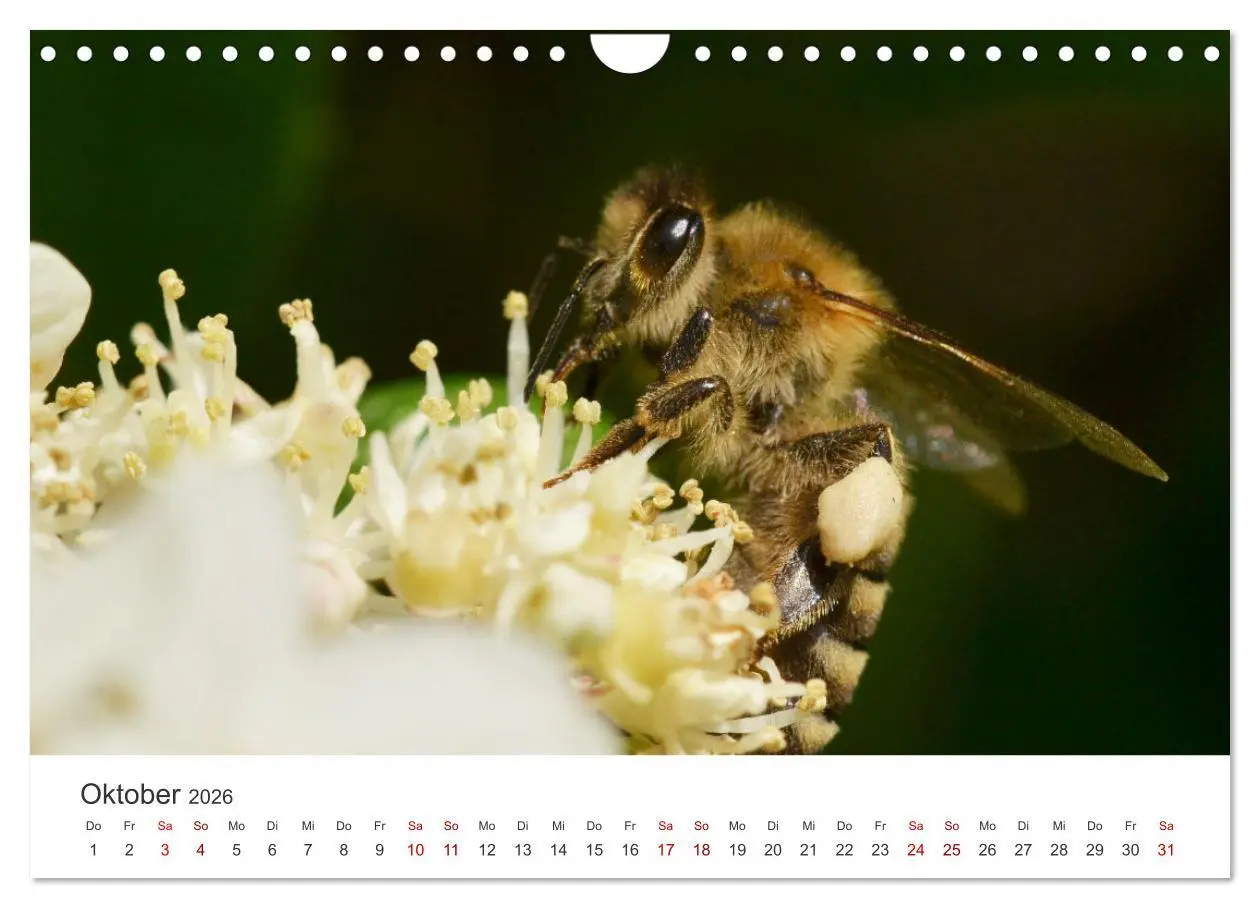 Bild: 9783457549735 | Hummeln und Bienen (Wandkalender 2026 DIN A4 quer), CALVENDO...