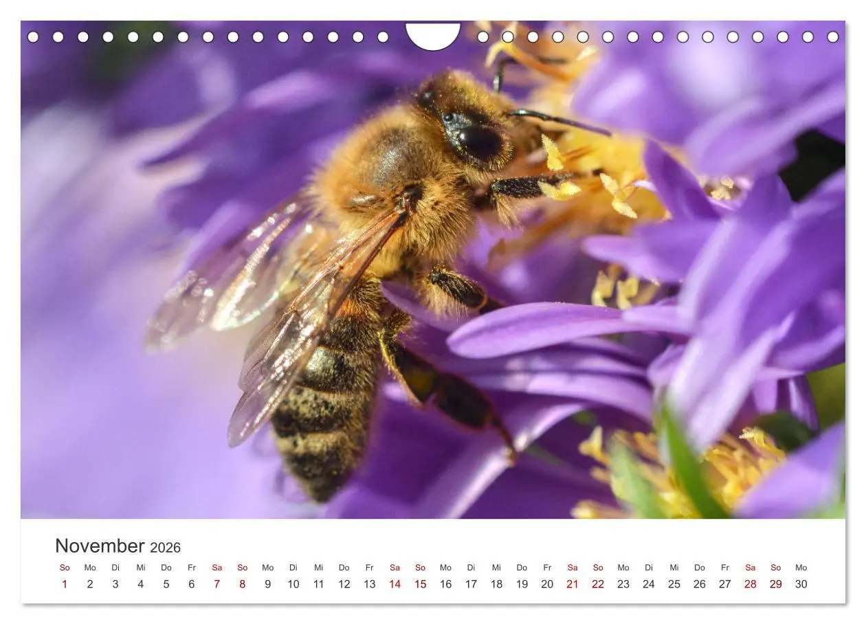 Bild: 9783457549735 | Hummeln und Bienen (Wandkalender 2026 DIN A4 quer), CALVENDO...