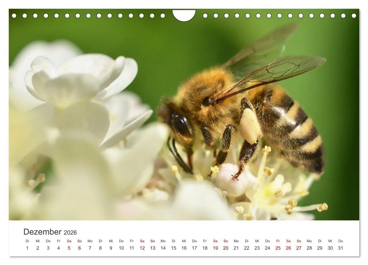 Bild: 9783457549735 | Hummeln und Bienen (Wandkalender 2026 DIN A4 quer), CALVENDO...