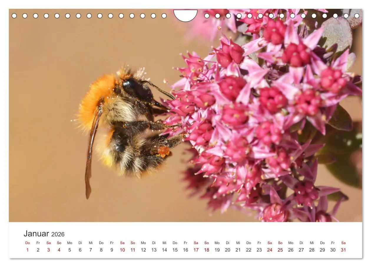 Bild: 9783457549735 | Hummeln und Bienen (Wandkalender 2026 DIN A4 quer), CALVENDO...