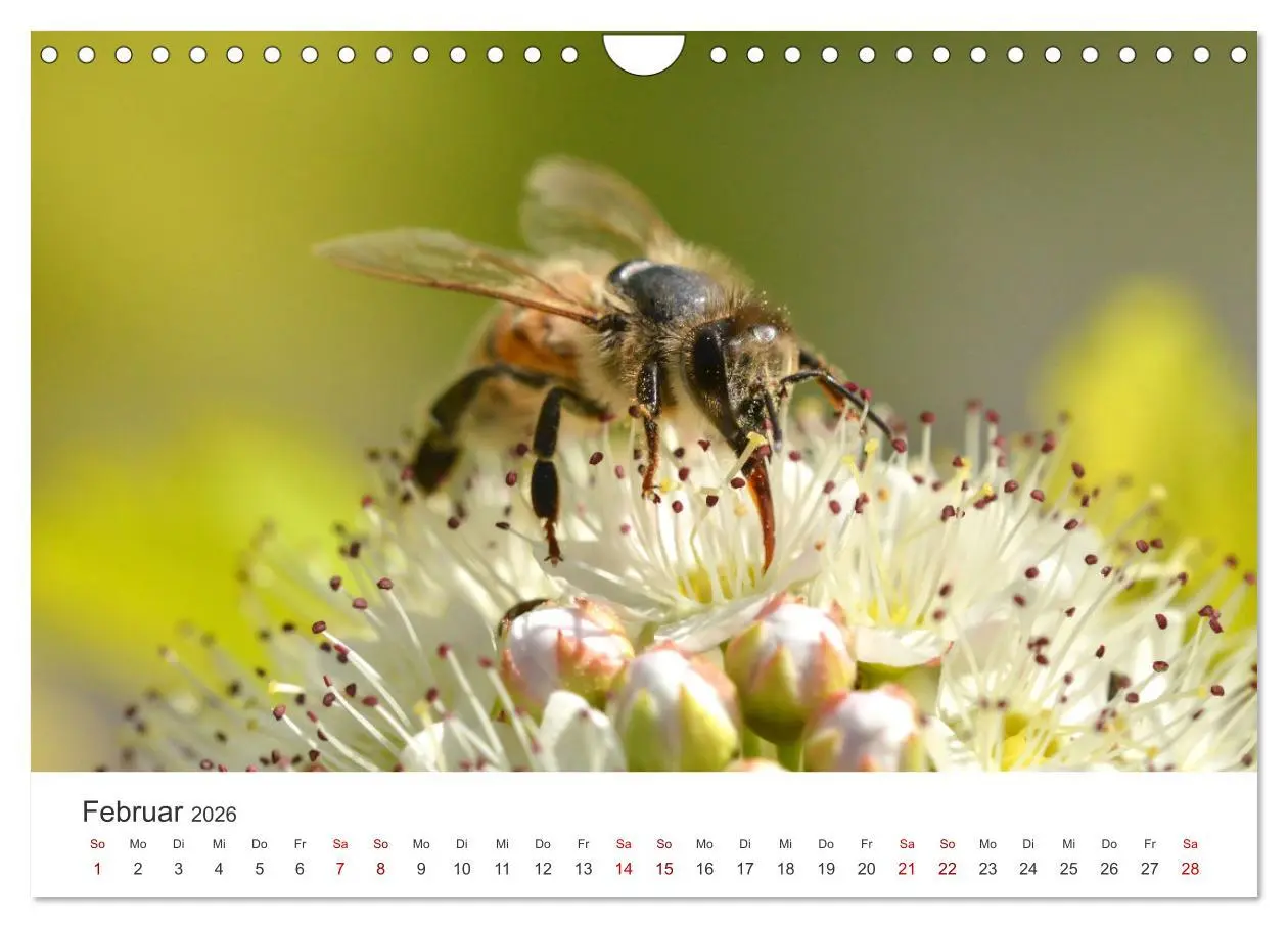 Bild: 9783457549735 | Hummeln und Bienen (Wandkalender 2026 DIN A4 quer), CALVENDO...