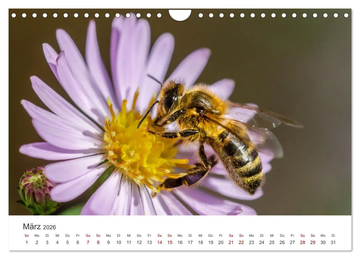 Bild: 9783457549735 | Hummeln und Bienen (Wandkalender 2026 DIN A4 quer), CALVENDO...