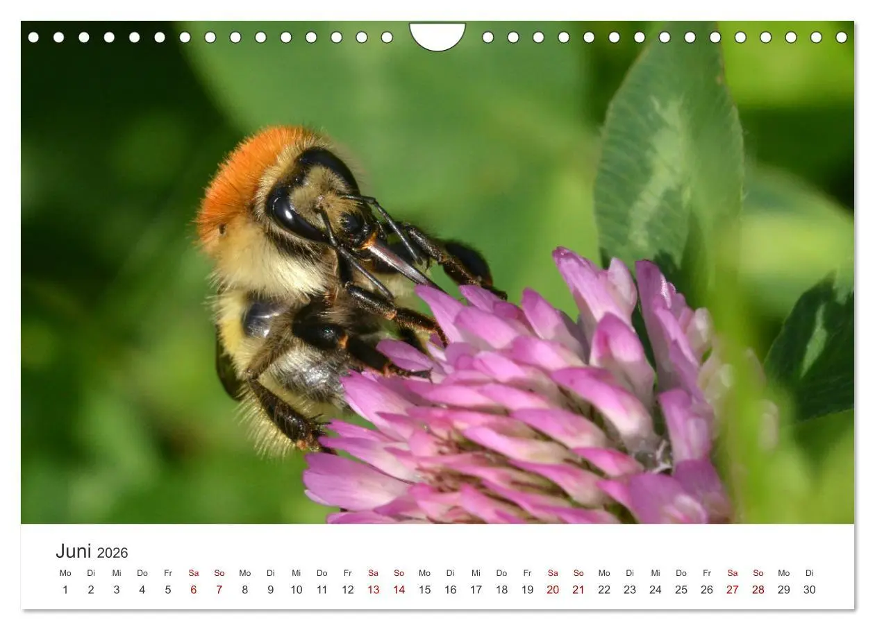 Bild: 9783457549735 | Hummeln und Bienen (Wandkalender 2026 DIN A4 quer), CALVENDO...