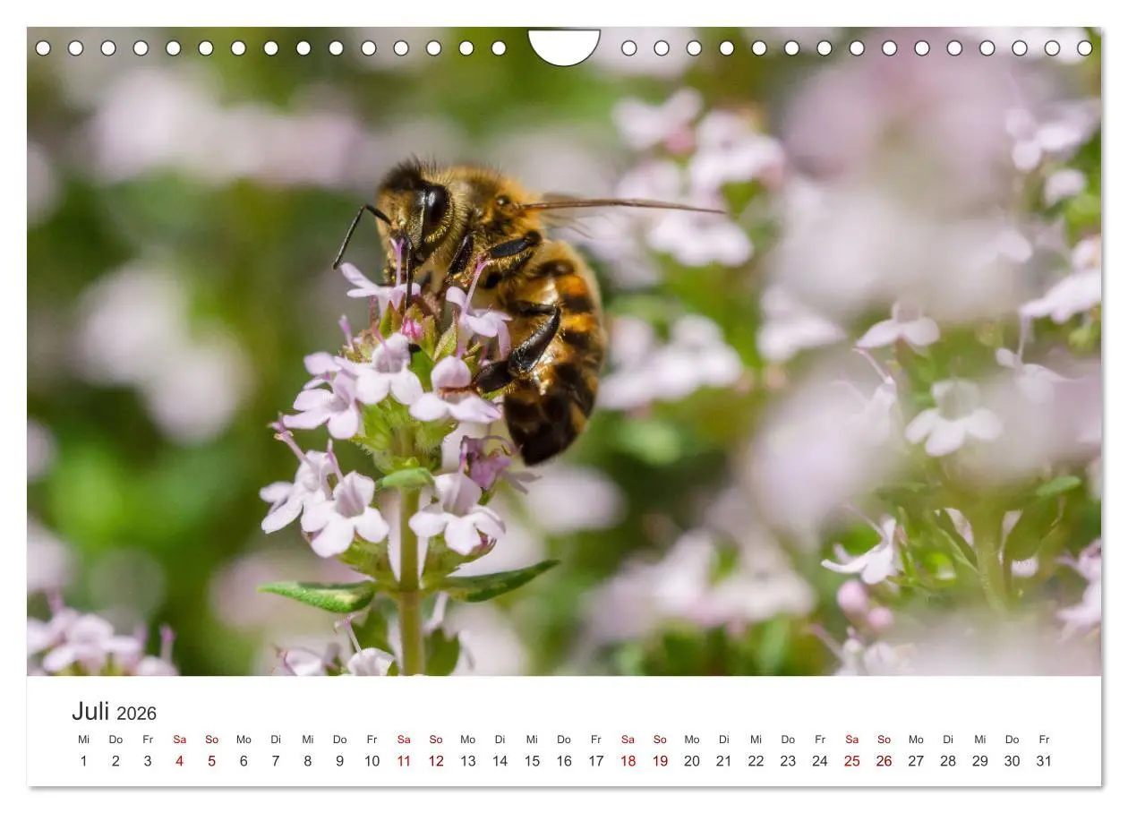 Bild: 9783457549735 | Hummeln und Bienen (Wandkalender 2026 DIN A4 quer), CALVENDO...