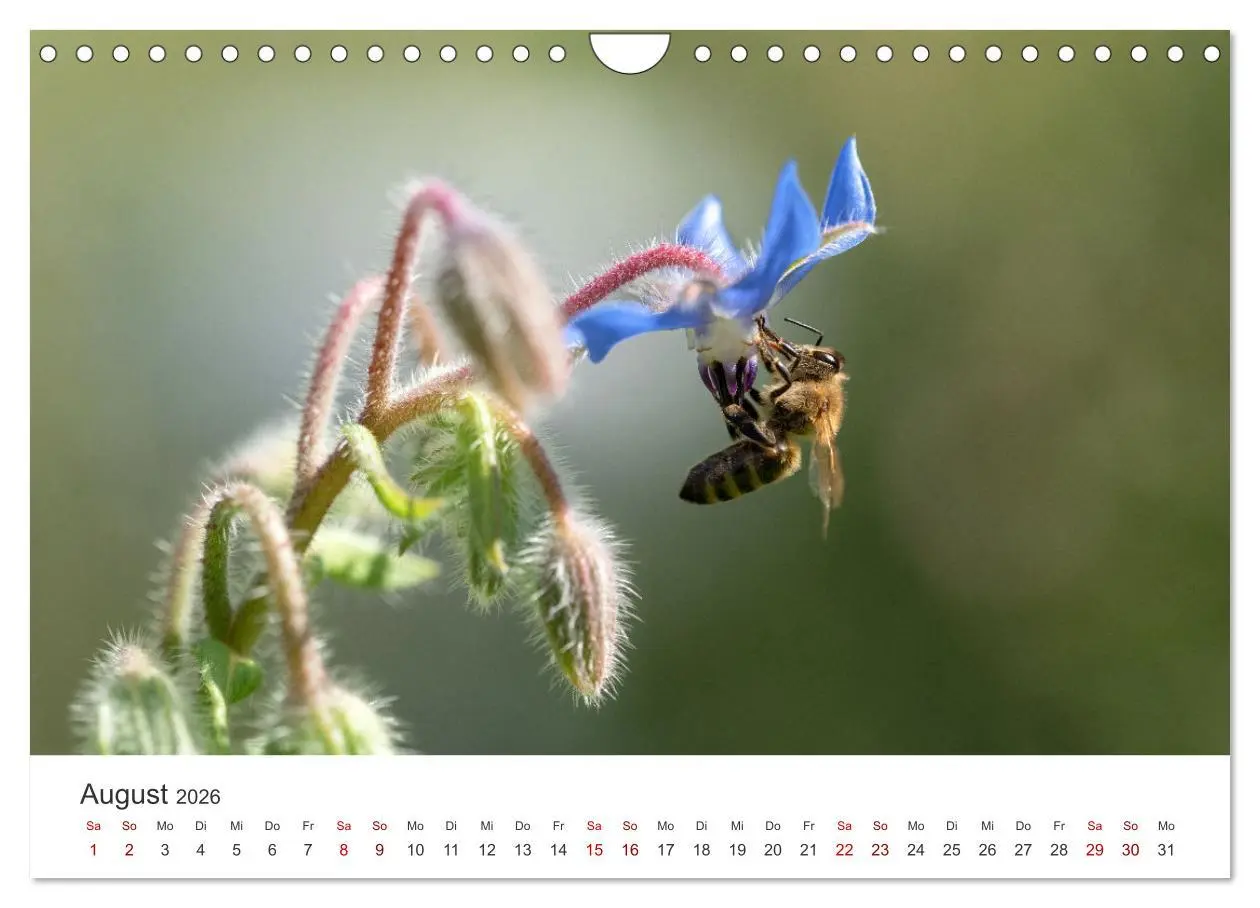 Bild: 9783457549735 | Hummeln und Bienen (Wandkalender 2026 DIN A4 quer), CALVENDO...