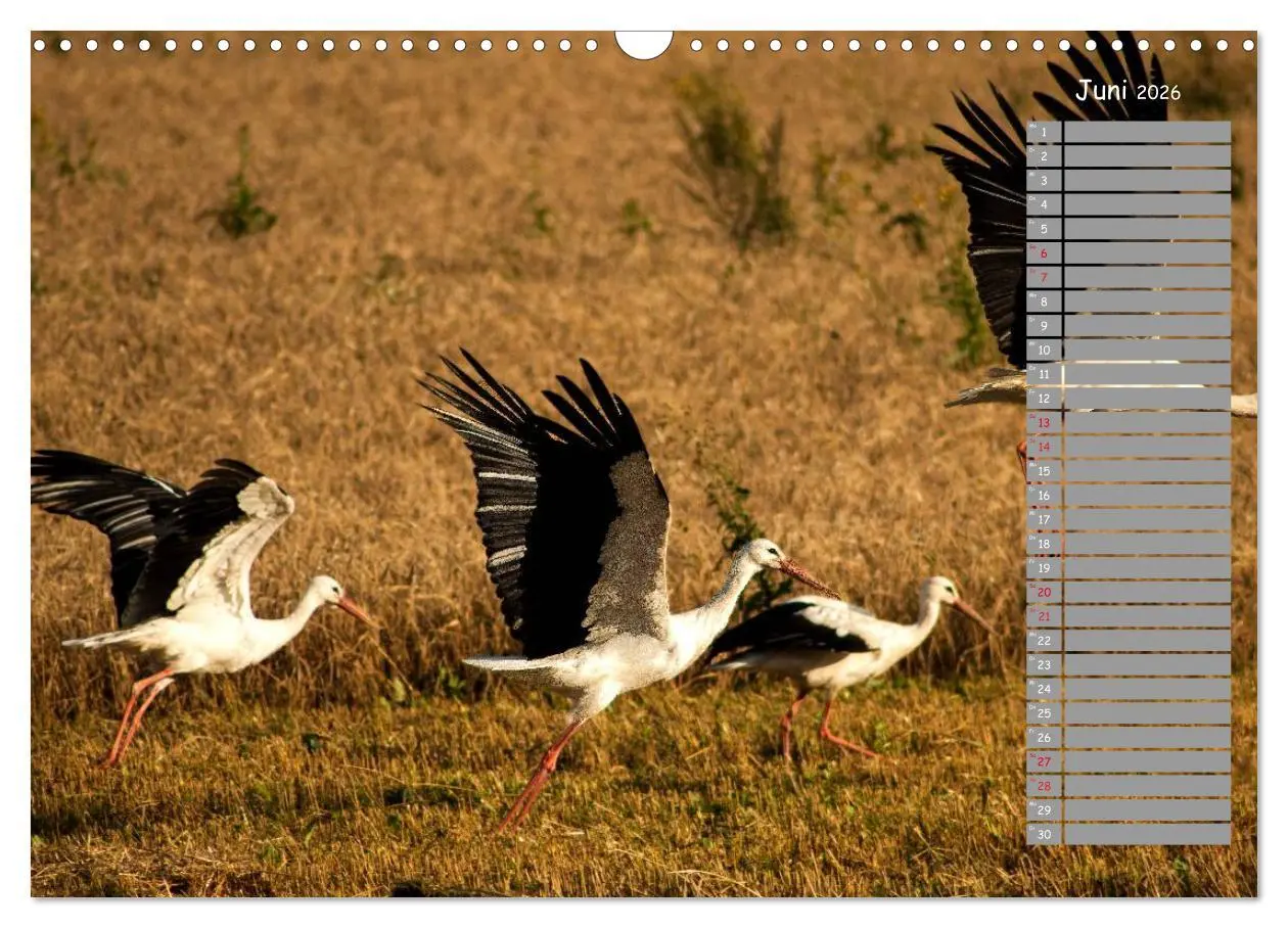 Bild: 9783516009835 | Lettland - Streifzüge durch das mittlere Baltikum (Wandkalender...