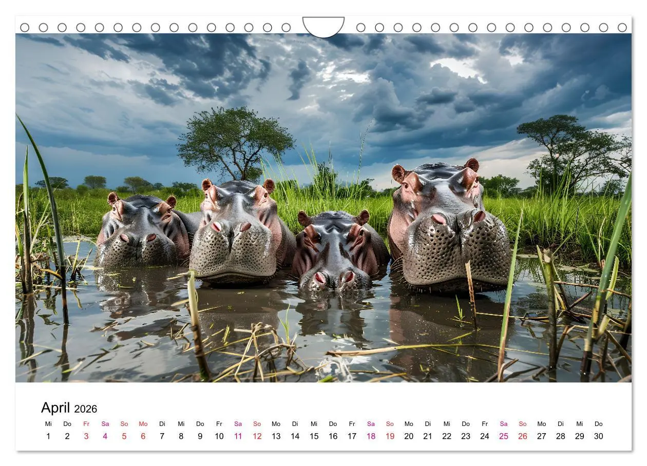 Bild: 9783457320136 | Flusspferde - Hippopotamus amphibius (Wandkalender 2026 DIN A4...
