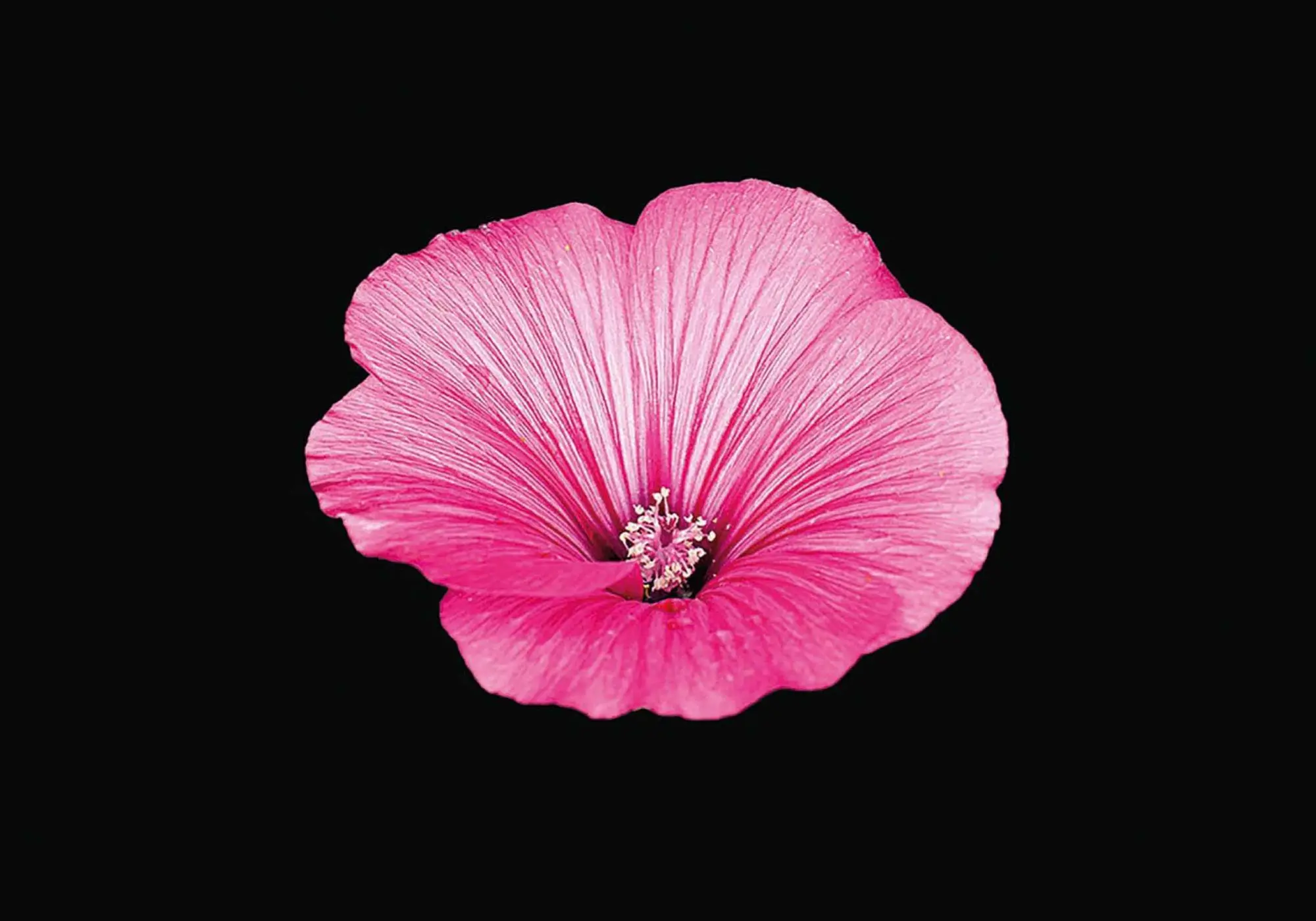 Cover: 9783949070136 | The Blooming Book | Flamboyant Flowers - 100 atemberaubende Blumen