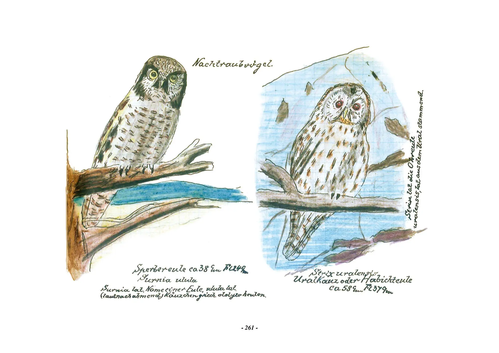 Bild: 9783968490236 | Das Vogel-Album. 1950 | von Karl Wenzel | Karl Wenzel | Buch | 544 S.