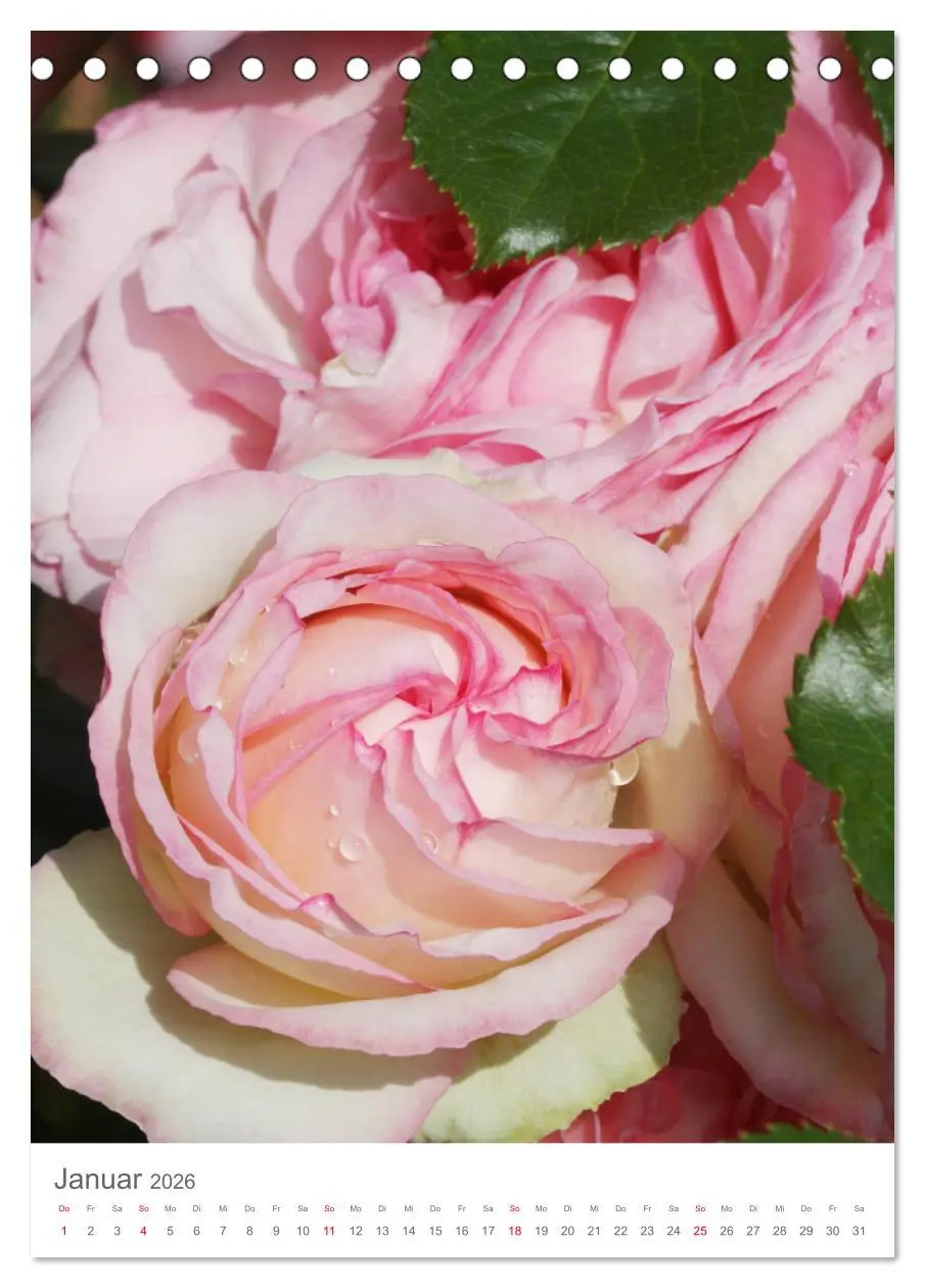 Bild: 9783516390636 | Glücklich mit Rosen (Tischkalender 2026 DIN A5 hoch), CALVENDO...