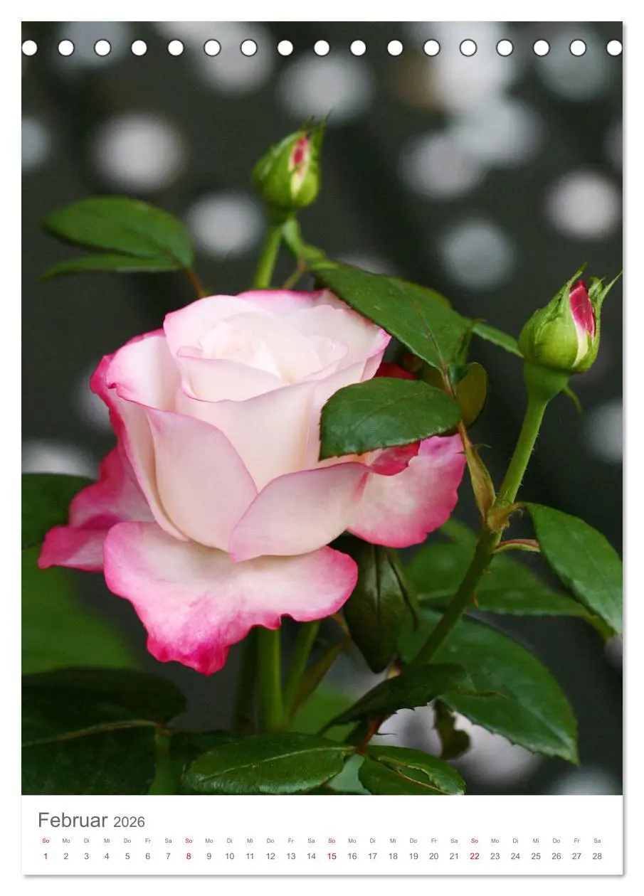 Bild: 9783516390636 | Glücklich mit Rosen (Tischkalender 2026 DIN A5 hoch), CALVENDO...