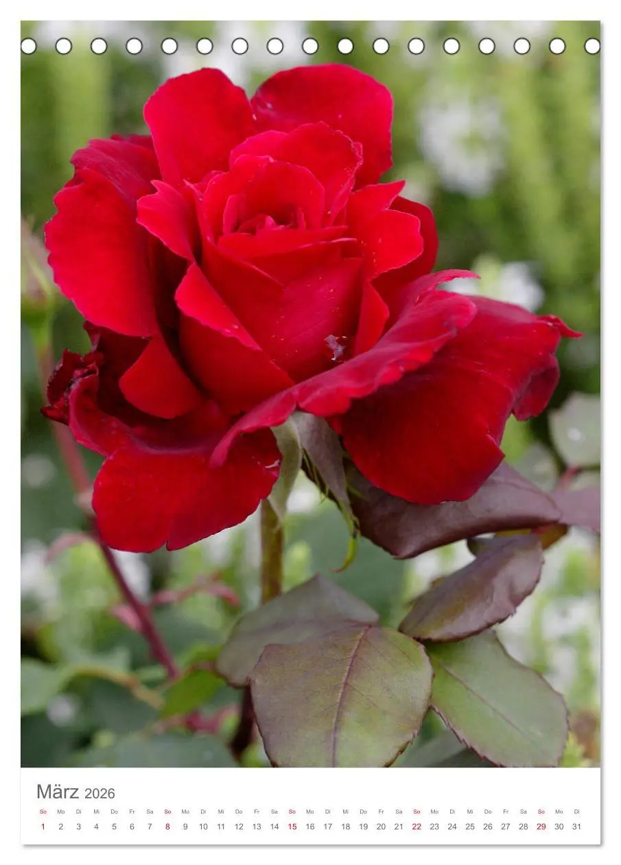 Bild: 9783516390636 | Glücklich mit Rosen (Tischkalender 2026 DIN A5 hoch), CALVENDO...