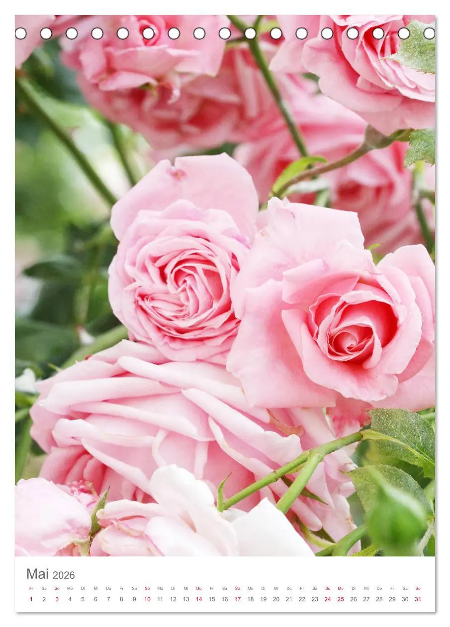 Bild: 9783516390636 | Glücklich mit Rosen (Tischkalender 2026 DIN A5 hoch), CALVENDO...