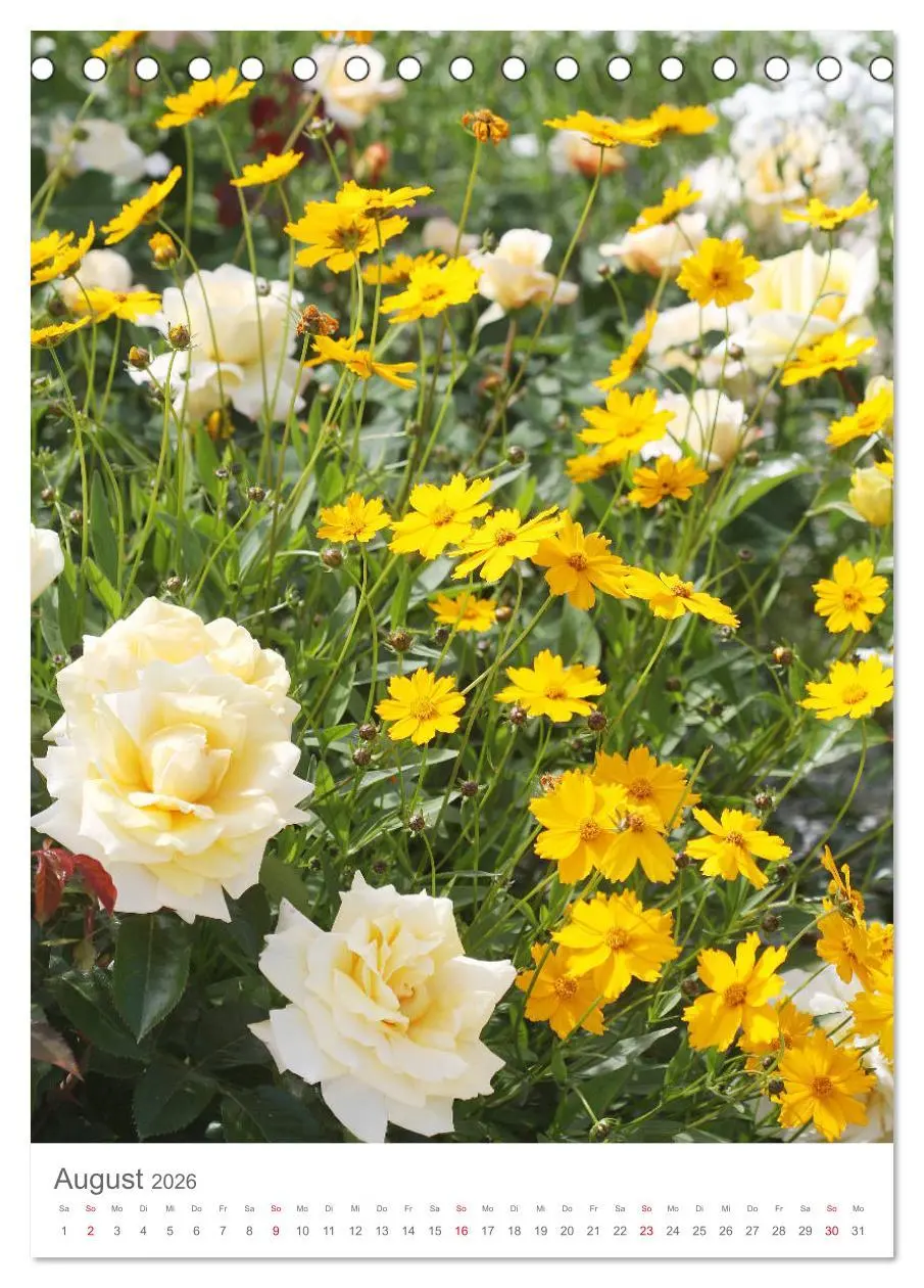 Bild: 9783516390636 | Glücklich mit Rosen (Tischkalender 2026 DIN A5 hoch), CALVENDO...