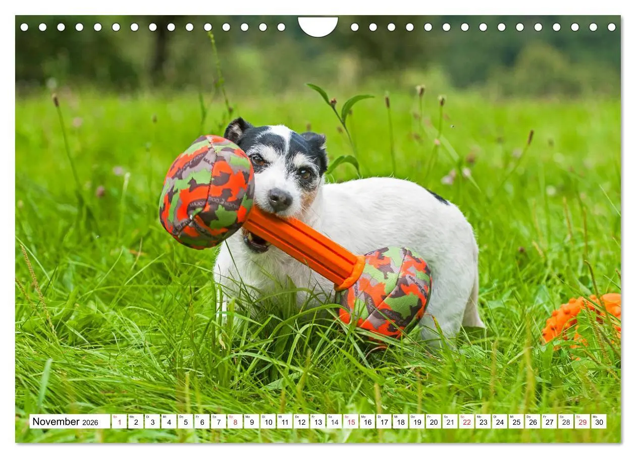 Bild: 9783457810736 | 100000 Volt auf vier Pfoten - Jack und Parson Russell Terrier...