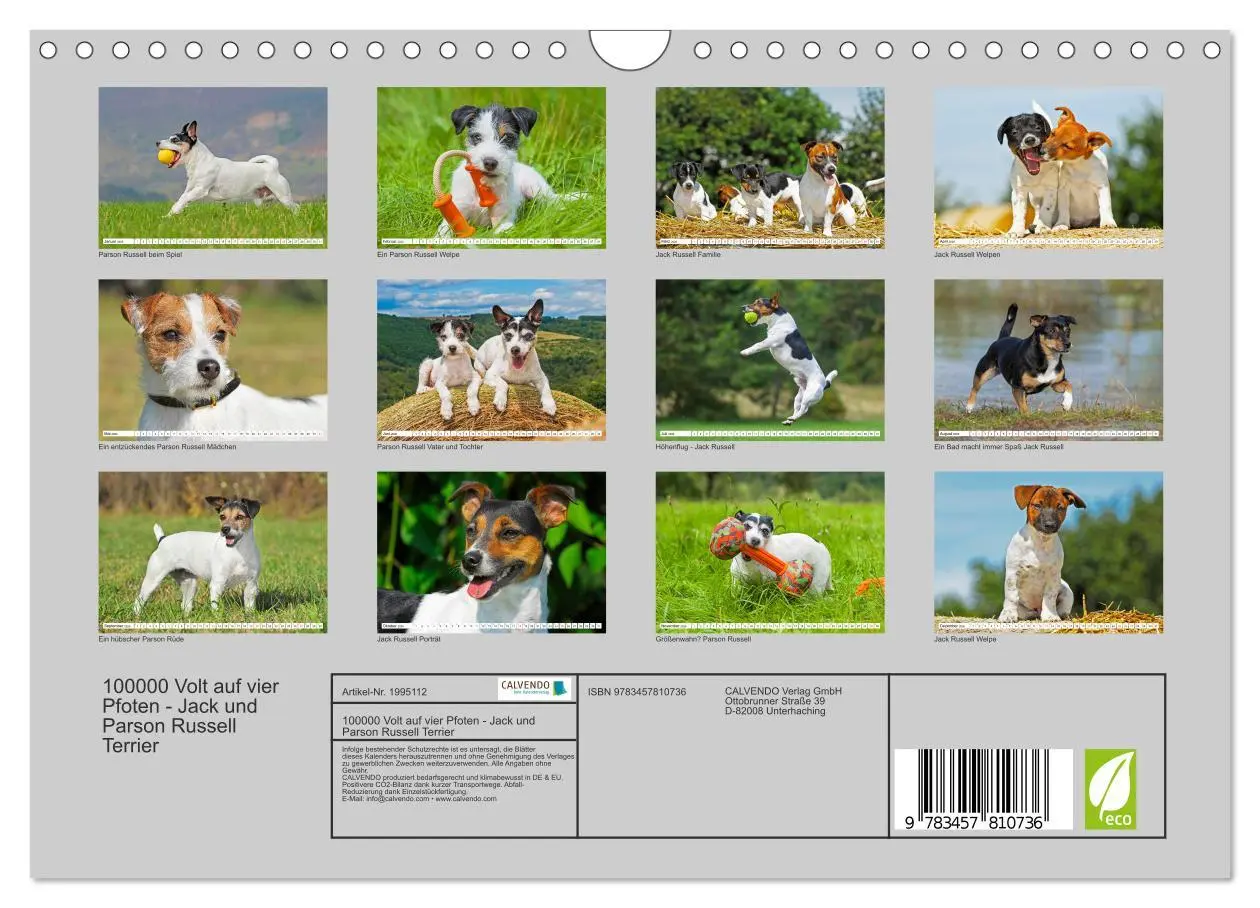 Bild: 9783457810736 | 100000 Volt auf vier Pfoten - Jack und Parson Russell Terrier...