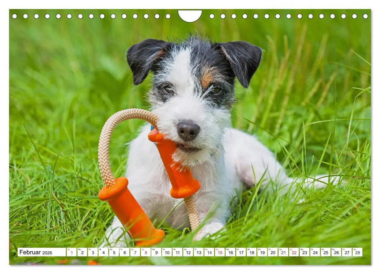 Bild: 9783457810736 | 100000 Volt auf vier Pfoten - Jack und Parson Russell Terrier...