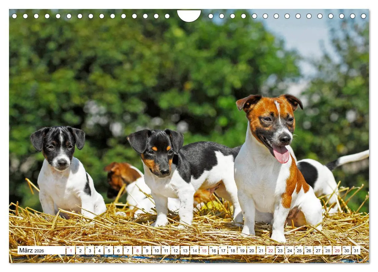Bild: 9783457810736 | 100000 Volt auf vier Pfoten - Jack und Parson Russell Terrier...
