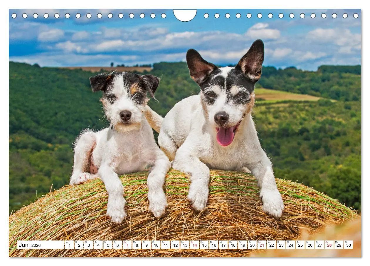Bild: 9783457810736 | 100000 Volt auf vier Pfoten - Jack und Parson Russell Terrier...