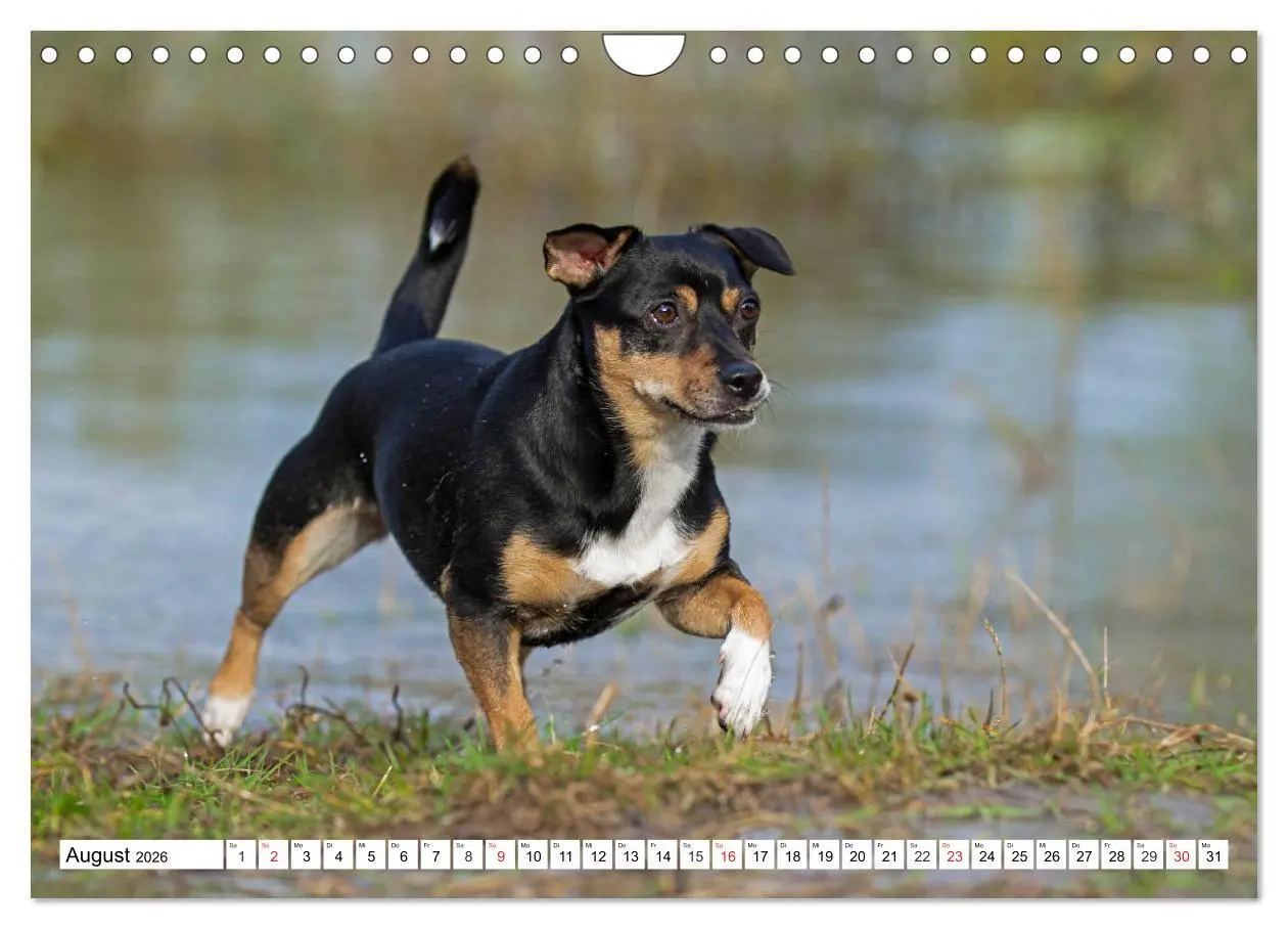 Bild: 9783457810736 | 100000 Volt auf vier Pfoten - Jack und Parson Russell Terrier...