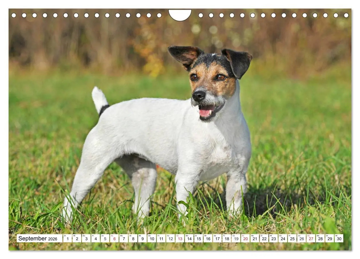 Bild: 9783457810736 | 100000 Volt auf vier Pfoten - Jack und Parson Russell Terrier...