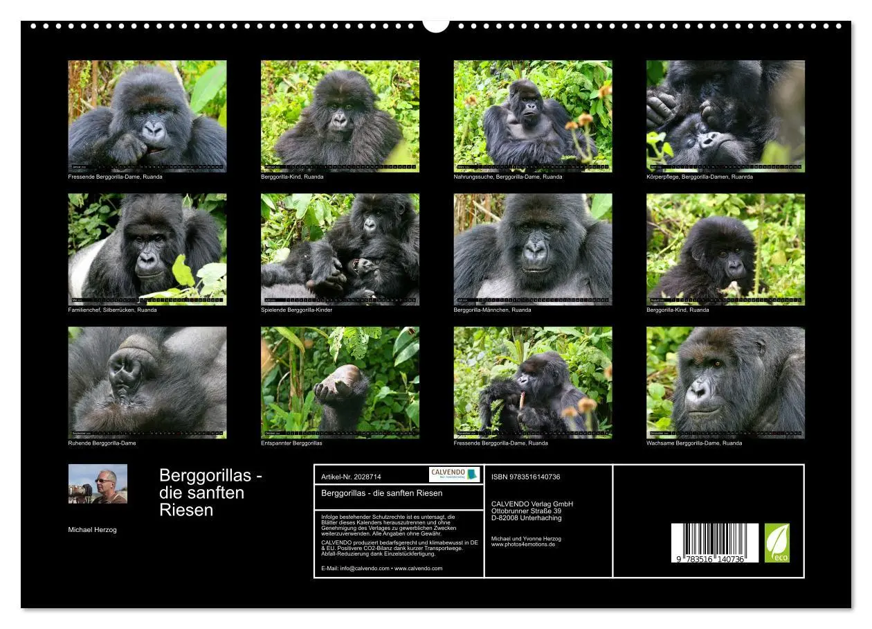 Bild: 9783516140736 | Berggorillas - die sanften Riesen (hochwertiger Premium...