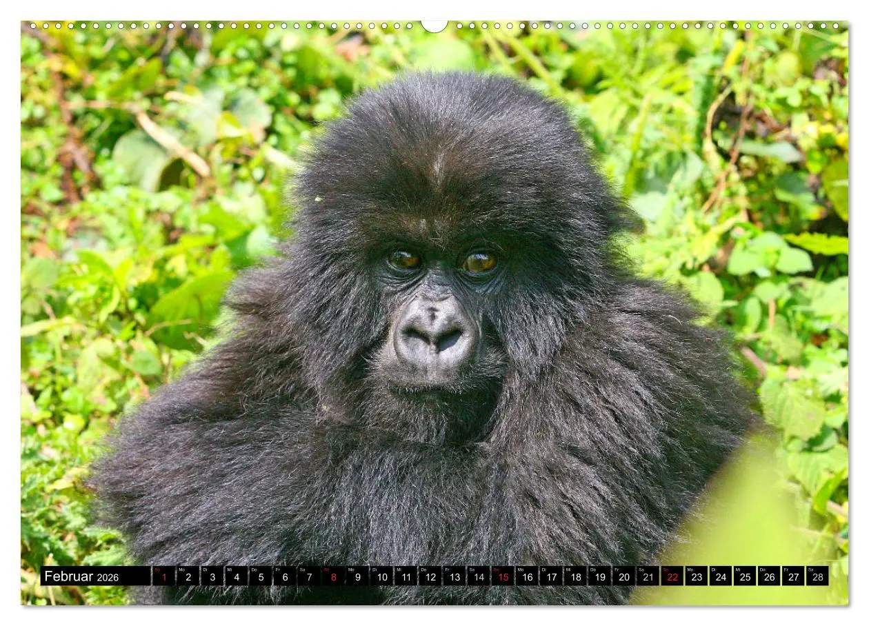 Bild: 9783516140736 | Berggorillas - die sanften Riesen (hochwertiger Premium...