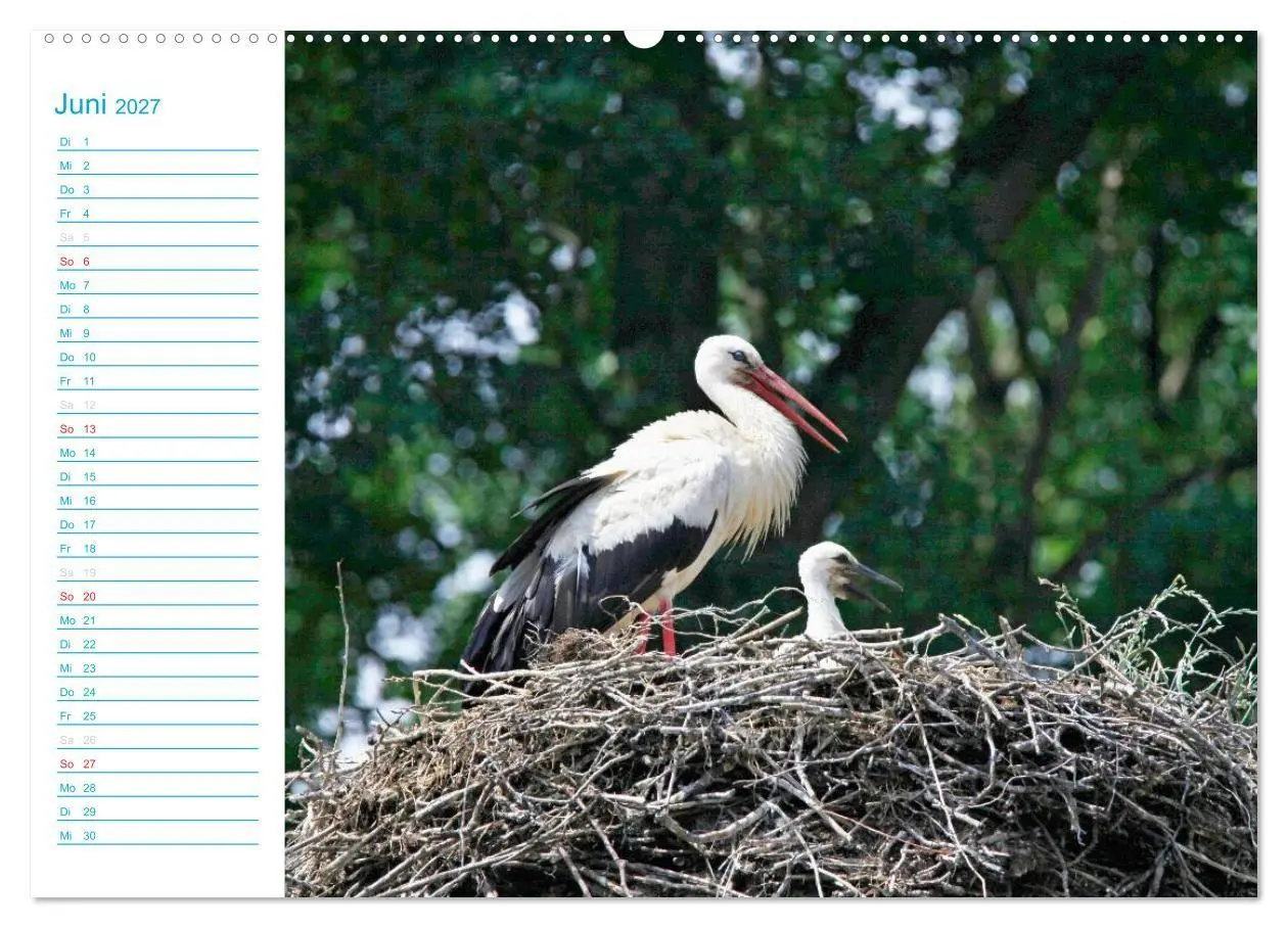 Bild: 9783569920736 | Wunderschöner Spreewald (Wandkalender 2027 DIN A2 quer), CALVENDO...