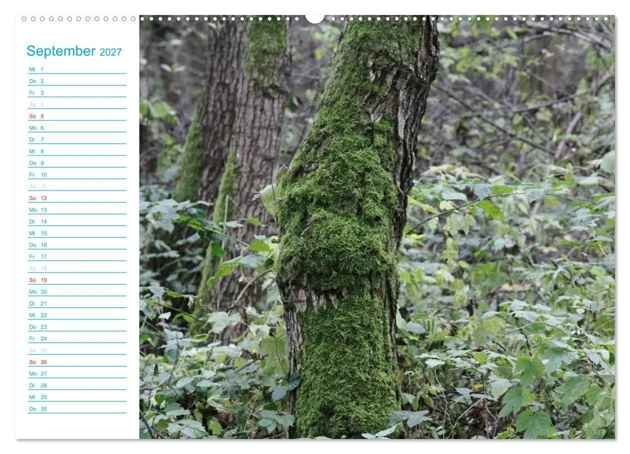 Bild: 9783569920736 | Wunderschöner Spreewald (Wandkalender 2027 DIN A2 quer), CALVENDO...